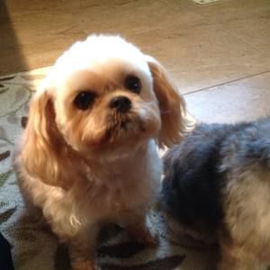 Meet your Posher, Danese